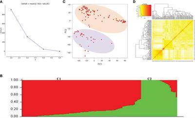 Association mapping reveals novel genes and genomic regions controlling grain size architecture in mini core accessions of Indian National Genebank wheat germplasm collection